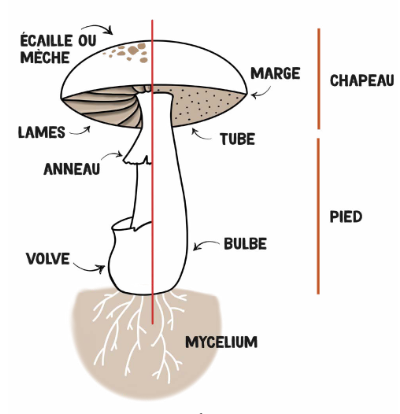 Schéma d'un champignon